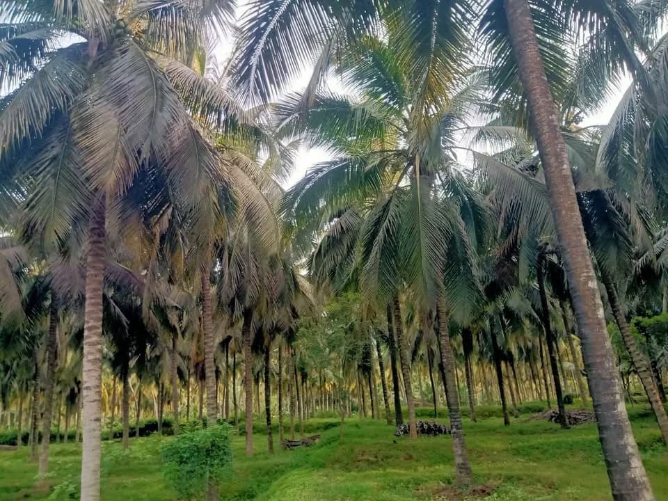 11 Acre Coconut Farm for Sale – Pollachi