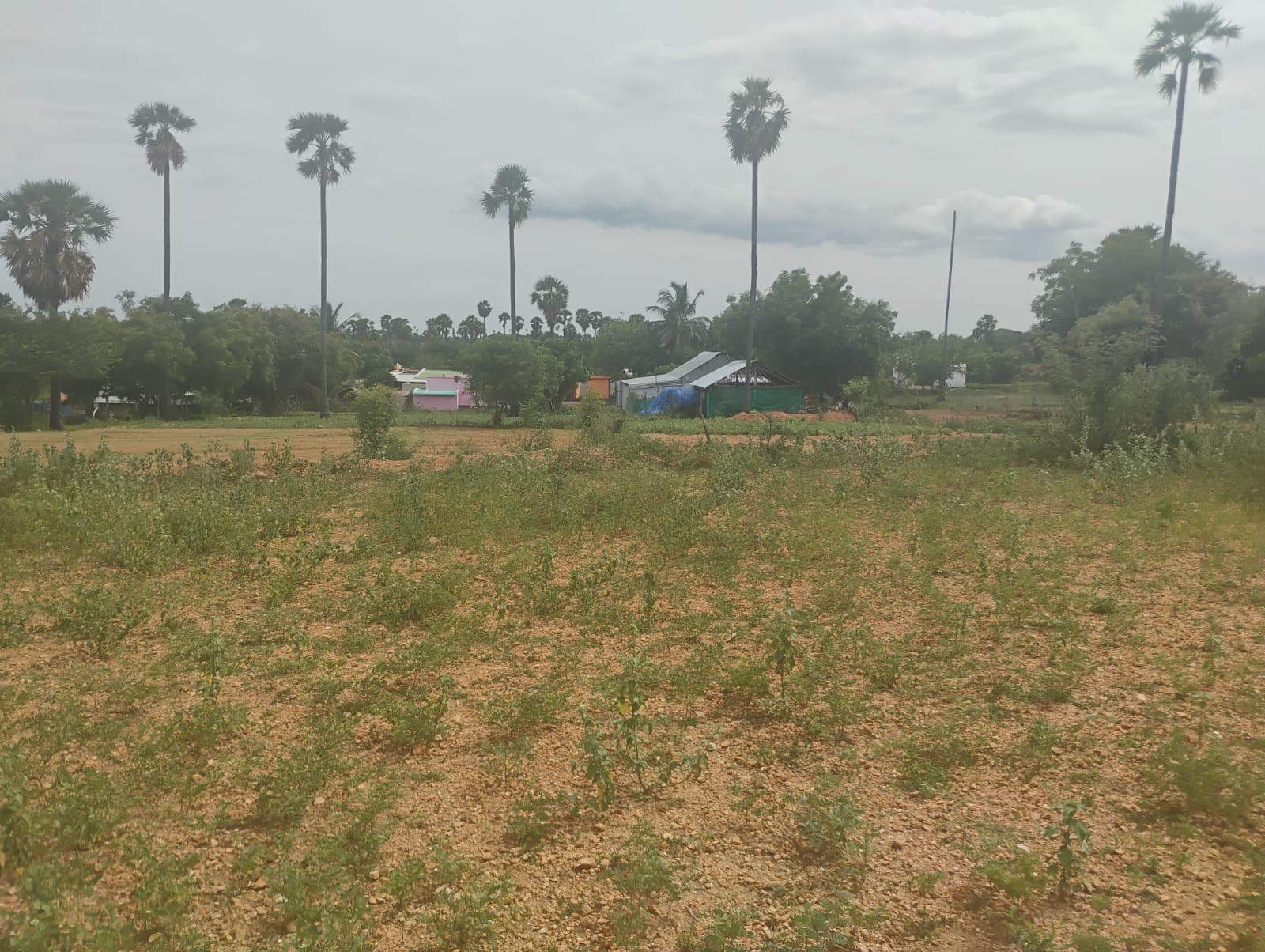 1.50 Acre Land for Sale – Near Nambiyur — photo 1 of 1